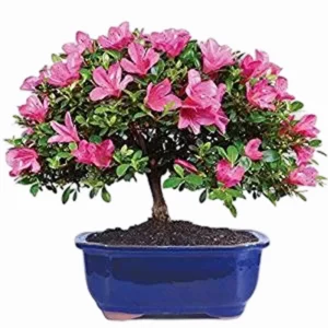 Fuschia